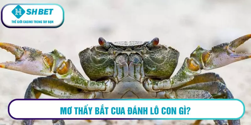 Mơ thấy bắt cua đánh lô con gì?
