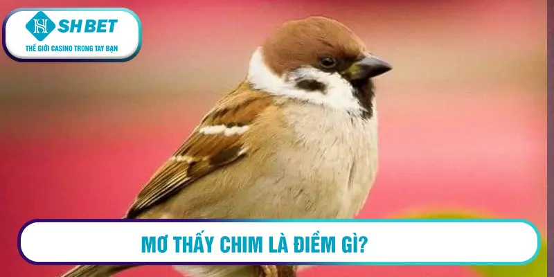 Mơ thấy chim đánh con gì thì trúng lớn? Giải mã giấc mơ 3 Mơ thấy chim là điềm gì?